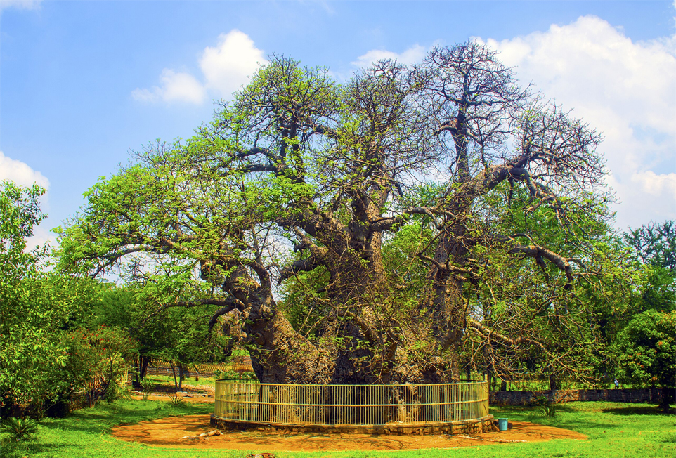 Hatiyan Jhad Baobab Tree